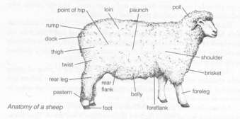 anatomy of a sheep by artist